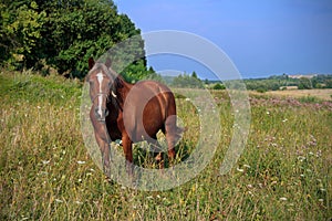 young brown horse close-up stands on the field among the grass in the summer. Beautiful landscape of the field.