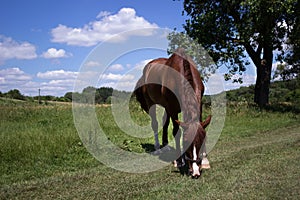 Young brown horse eats grass on a sunny summer day near a tree. An even-toed ungulate grazes in a field