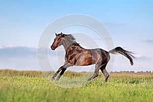Young brown horse galloping, jumping on the field