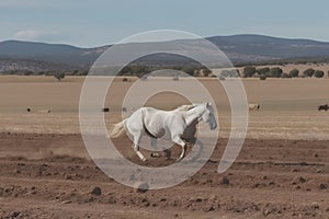 Young brown horse galloping, jumping on the field on a neutral background. Neural network AI generated