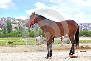 A young brown horse with a red bridle stands in the paddock for horses