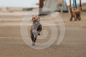 Young, brown Labradoodle dog running across the sandy beach