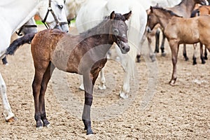 Young brown Lipizzan horse on the breading farm