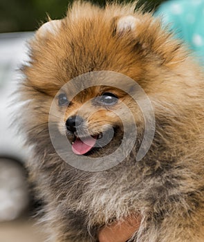 Young Brown Lovely Pomeranian dog.