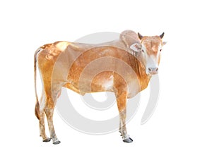 Young brown male cow isolated on white background with clipping path