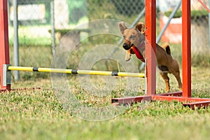 A young brown mixed breed dog learns to jump over obstacles in agility training. Age almost 2 years