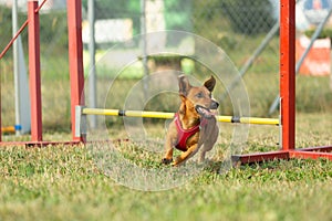A young brown mixed breed dog learns to jump over obstacles in agility training. Age almost 2 years