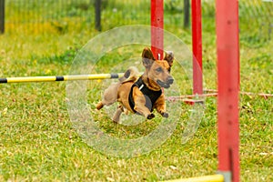 A young brown mixed breed dog learns to jump over obstacles in agility training. Age 2 years