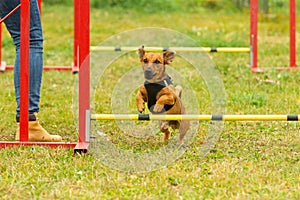 A young brown mixed breed dog learns to jump over obstacles in agility training. Age 2 years