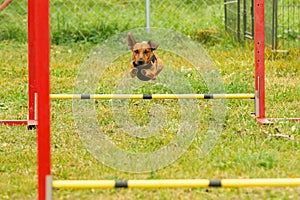 A young brown mixed breed dog learns to jump over obstacles in agility training. Age 2 years