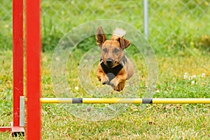 A young brown mixed breed dog learns to jump over obstacles in agility training. Age 2 years