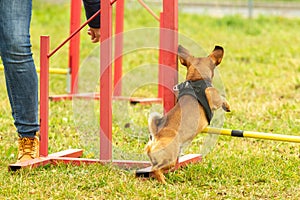 A young brown mixed breed dog learns to jump over obstacles in agility training. Age 2 years