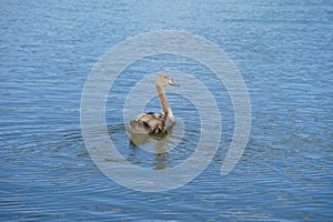 A young brown mute swan swims on the Biesdorfer Baggersee lake in August. Berlin, Germany