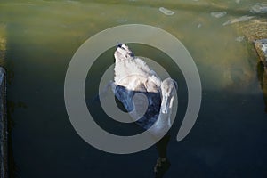 A young brown mute swan swims on the Biesdorfer Baggersee lake in August. Berlin, Germany