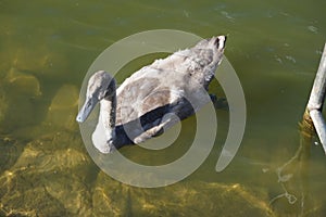 A young brown mute swan swims on the Biesdorfer Baggersee lake in August. Berlin, Germany