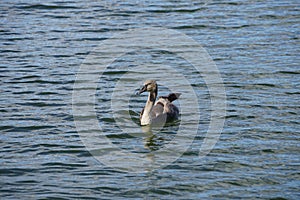 A young brown mute swan swims on the Biesdorfer Baggersee lake in August. Berlin, Germany