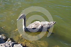 A young brown mute swan swims on the Biesdorfer Baggersee lake in August. Berlin, Germany