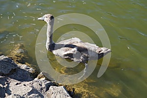 A young brown mute swan swims on the Biesdorfer Baggersee lake in August. Berlin, Germany