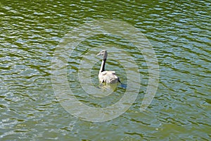 A young brown mute swan swims on the Biesdorfer Baggersee lake in August. Berlin, Germany