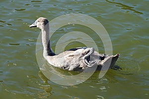 A young brown mute swan swims on the Biesdorfer Baggersee lake in August. Berlin, Germany