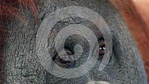 Young brown orangutan ape eyesight