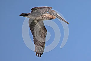 young Brown Pelican Flyby