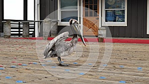 Young brown pelican on the pier