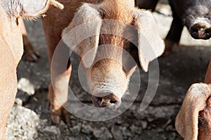 Young brown pig at a pig farm