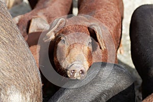 Young brown pig at a pig farm