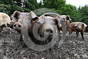 Young brown pigs in free-range