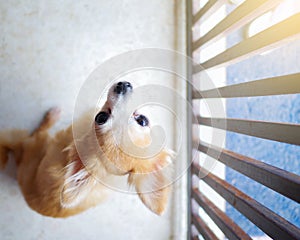 Young brown puppy dog, Lovely chihuahua stuck in house with flare light of hope