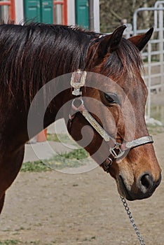 Young brown Quarter Horse stallion in Habertsweiler in the Stauden in Germany