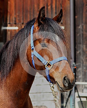 Young brown Quarter Horse stallion in Habertsweiler in the Stauden in Germany