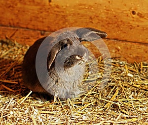 Young brown rabbit with flappy ears in rabbit hutch