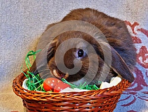 Young brown rabbit with flappy ears, sitting in easter egg nest