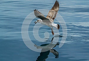 Young brown Seagull