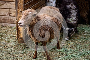 Young brown sheep farm animal outdoor agriculture in a village or on a ranch