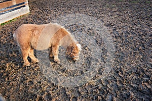 Young brown Shetland pony eating hay grass in round pen