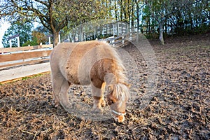 Young brown Shetland pony eating hay grass in round pen