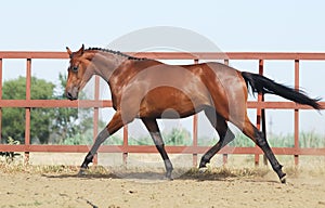 Young brown trakehner horse