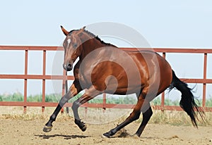 Young brown trakehner horse photo