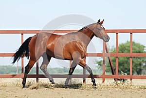 Young brown trakehner horse