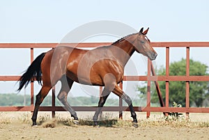 Young brown trakehner horse photo