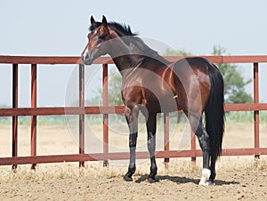 Young brown trakehner horse photo