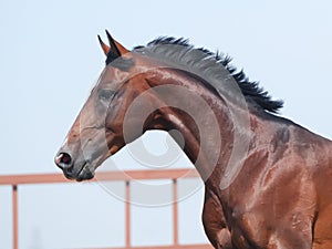 Young brown trakehner horse photo