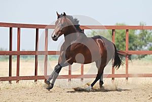 Young brown trakehner horse photo