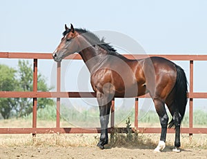 Young brown trakehner horse
