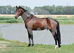 Young brown trakehner horse