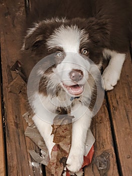 Young brown and white border collie pup with vibrant eyes