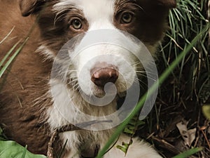 Young brown and white border collie pup with vibrant eyes